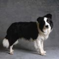 border collies