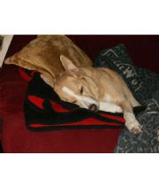 lazy  Quaintance's Memorial
