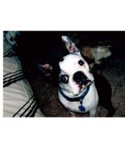 Spotty  Spot's Memorial