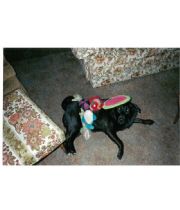 Althea  's Memorial