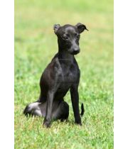 Chole  The Dog's Memorial