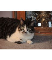 Fluffy  Wizner's Memorial