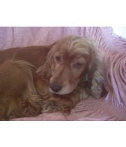 Maggie  Maggie's Memorial