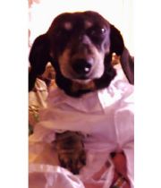 Dynasty  (Dyna)  Dutchess's Memorial