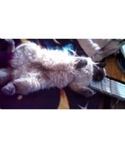 Boots  KittyBoy's Memorial