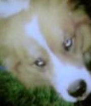 buddy  pup's Memorial