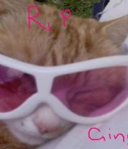 Ginger  Coyle's Memorial
