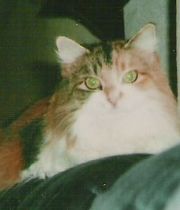 Calli  's Memorial