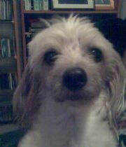 Teddy  Psaila nee Blekic's Memorial