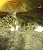 Kitty  's Memorial