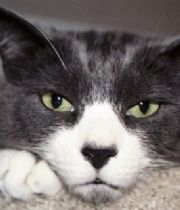 Thomas  Kitten's Memorial