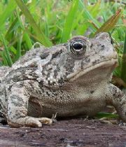 Seymour  Toad's Memorial