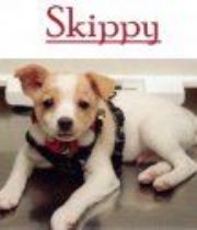SKIPPY  BONATHAN's Memorial