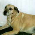bonny's Online Memorials