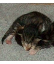Baby Boots  Fogle's Memorial