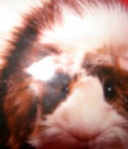 Honey  Brownbill's Memorial