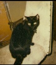 Tinkerbell  Bruner's Memorial