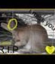 cassie  cullen's Memorial