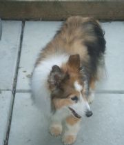 LUCKY  's Memorial
