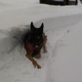 Molson