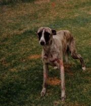 Cindy  Whippet's Memorial