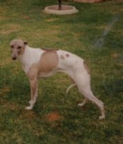 Elly  Whippet's Memorial