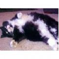 max2010's Online Memorials