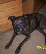 Whiskey  's Memorial