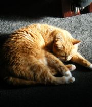 Tibby  's Memorial