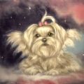 snowflakecarter's Online Memorials