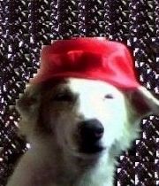Snowie  's Memorial