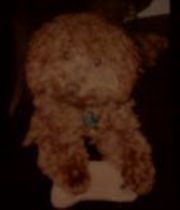 Ginger  Lieberman's Memorial