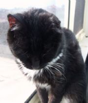 Moggy Donna  Summers's Memorial