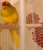 Gizmo  Burdett's Memorial