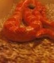Jolty the snake  's Memorial