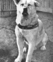 Test Memorial  Hachiko's Memorial