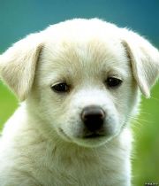 Charlie  <a href=