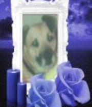 harry  maddison's Memorial