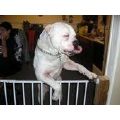 tazz's Online Memorials