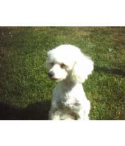 Cookie  Steele's Memorial