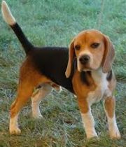 barney  the beagle's Memorial